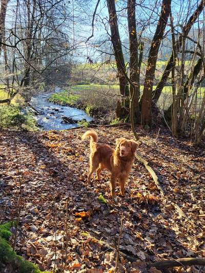 Hundetreffen-Hundekumpel zum Training und zum Toben gesucht-Bild