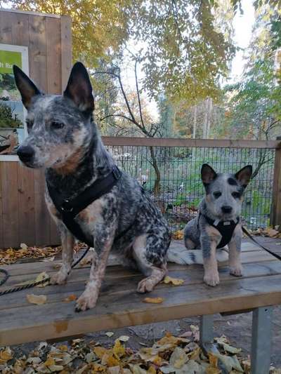 Australian Cattle Dog-Beitrag-Bild