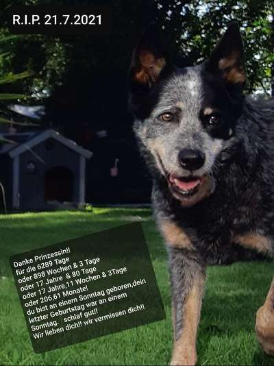 Fotochallenge Nr. 56 - geliebte Senioren-Beitrag-Bild