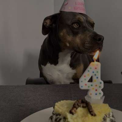 Hundetreffen-Gassirunde und spielen, evt. auch Begegnungen üben-Bild