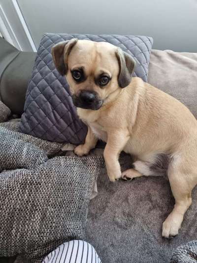 Mops mix-Beitrag-Bild