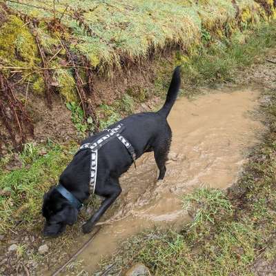 Hundetreffen-Labradorspieletreff und gemeinsamer Spaziergang-Bild