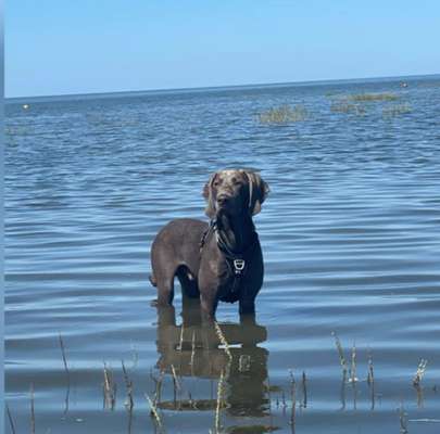 Weimaraner-Beitrag-Bild