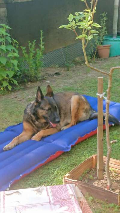 Zeigt eure Malinois!!!-Beitrag-Bild