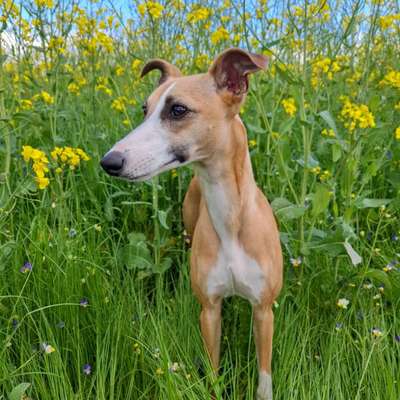 Hundetreffen-Whippetkontakt gesucht-Bild