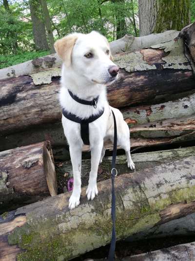 Auslandstierschutz-Beitrag-Bild