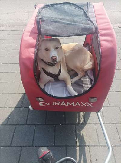 Mit Fahrradanhänger unterwegs?-Beitrag-Bild