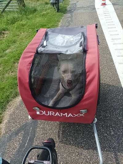 Mit Fahrradanhänger unterwegs?-Beitrag-Bild