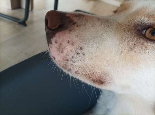 Rote Flecken am Vorderlauf und Fuss-Beitrag-Bild