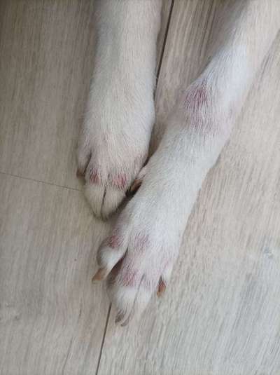 Rote Flecken am Vorderlauf und Fuss-Beitrag-Bild