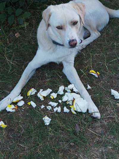 Foto-Challenge: Der unschuldige Hund:"Ich war's nicht!"-Beitrag-Bild