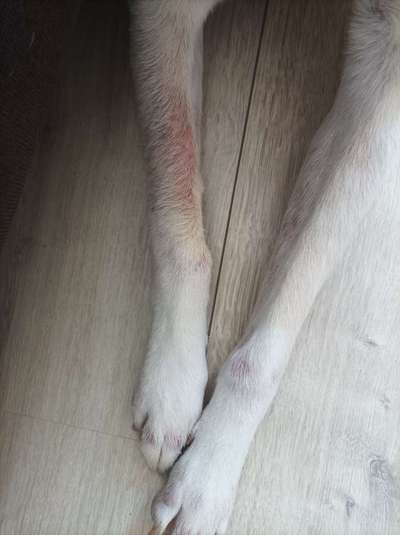 Rote Flecken am Vorderlauf und Fuss-Beitrag-Bild