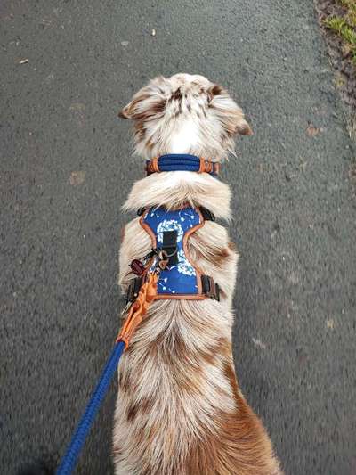 Dogorama Photo Challenge - Tre Chic!-Beitrag-Bild