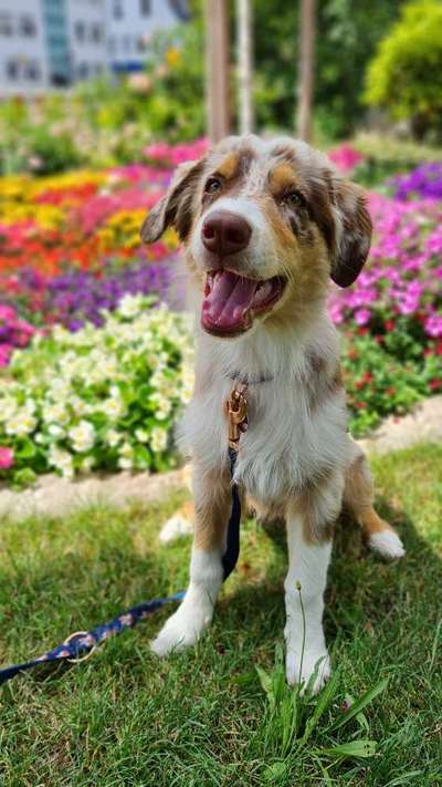 Die Dogorama Monats Challenge "Es grünt und blüht"-Beitrag-Bild