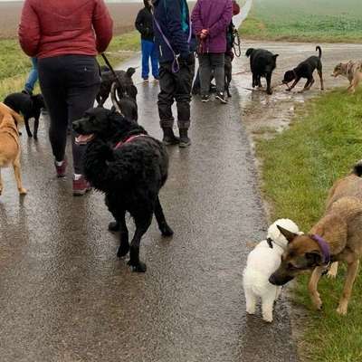 Hundetreffen-Gassitreff Schweinfurt und Umgebung-Bild