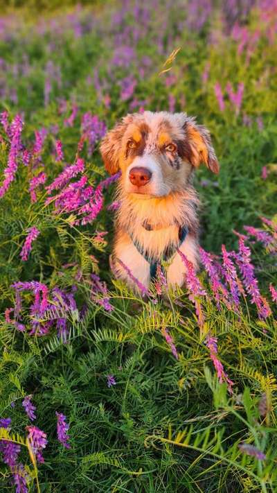 Welpen Bilder !-Beitrag-Bild