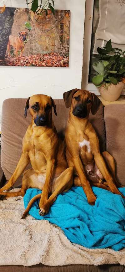 Rhodesian Ridgeback-Beitrag-Bild