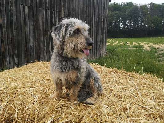 Dein Hund im Dogorama-Kalender 2021-Beitrag-Bild