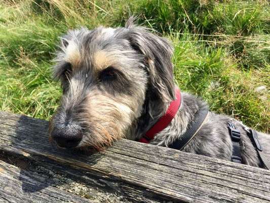 Dein Hund im Dogorama-Kalender 2021-Beitrag-Bild