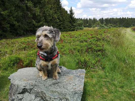 Dein Hund im Dogorama-Kalender 2021-Beitrag-Bild
