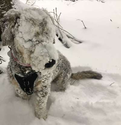 Dein Hund im Dogorama-Kalender 2021-Beitrag-Bild