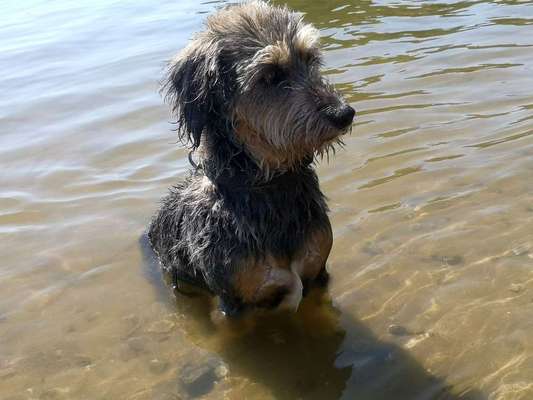 Dein Hund im Dogorama-Kalender 2021-Beitrag-Bild