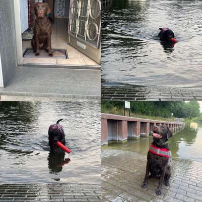 Hundetreffen-Treffen auf der Hundewiese oder zum spazieren gehen-Bild