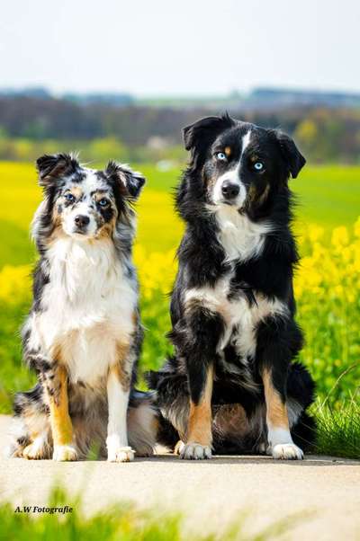 Aussies-Beitrag-Bild