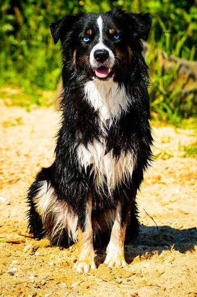 Reinrassige Hunde?-Beitrag-Bild