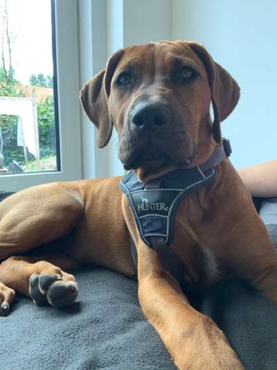 Rhodesian Ridgeback-Beitrag-Bild
