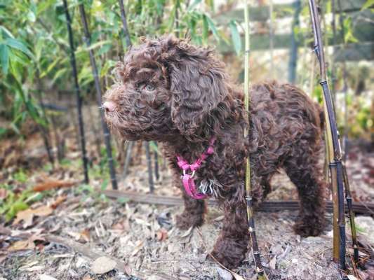 Lagotto Romagnolo Besitzer-Beitrag-Bild
