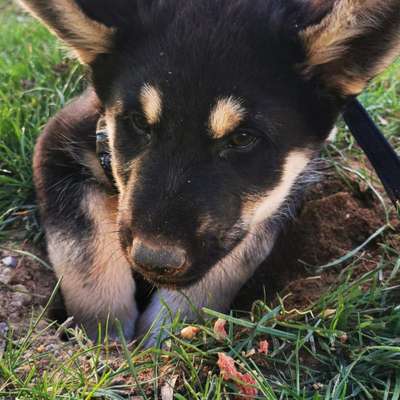 Hundetreffen-Spieltreffen-Bild