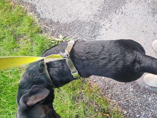 Ist meine Hündin zu dünn ?-Beitrag-Bild