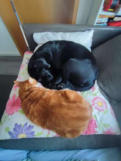 Ist meine Hündin zu dünn ?-Beitrag-Bild