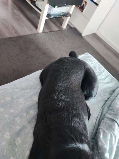 Ist meine Hündin zu dünn ?-Beitrag-Bild