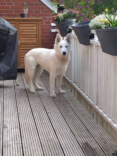 Schäferhund-Beitrag-Bild