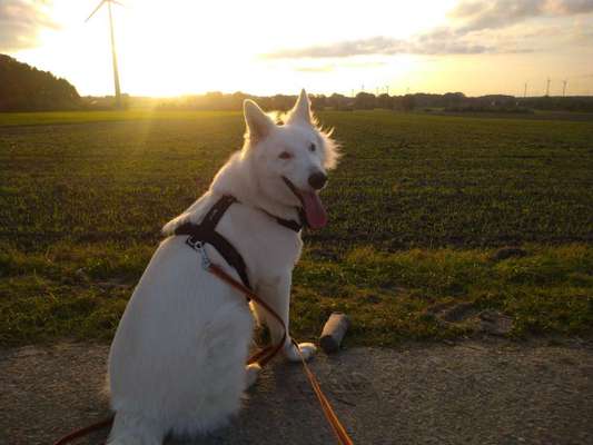 Hundetreffen-Übungen Leinenführigkeit, Spielrunden und Gassirunden-Bild