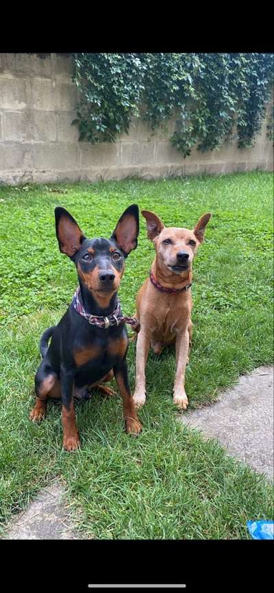 Reinrassige Hunde?-Beitrag-Bild