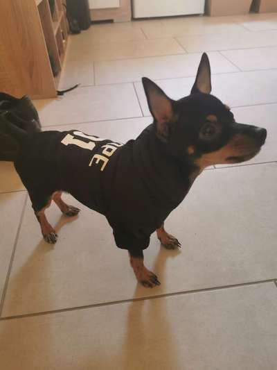 Welpen Bilder !-Beitrag-Bild