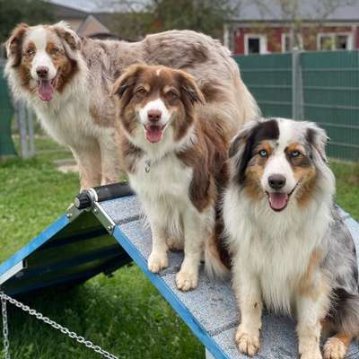 Hundetreffen-Leinenspaziergang Föhren-Bild