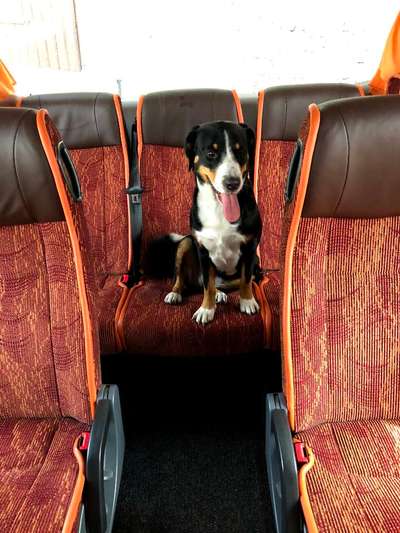 Entlebucher Sennenhund-Beitrag-Bild