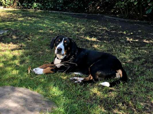 Entlebucher Sennenhund-Beitrag-Bild