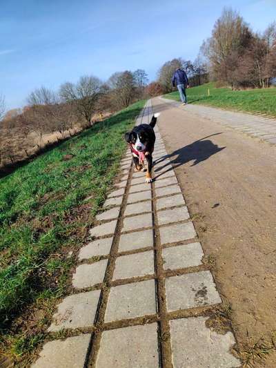 Entlebucher Sennenhund-Beitrag-Bild