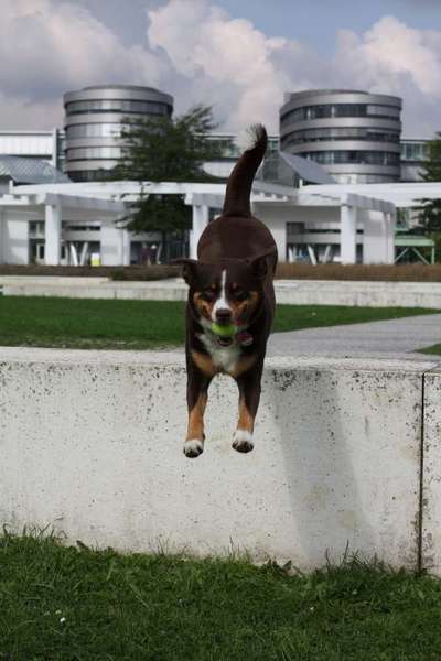 Challenge Nr. 16         Dynamik - Dein Hund in Bewegung-Beitrag-Bild