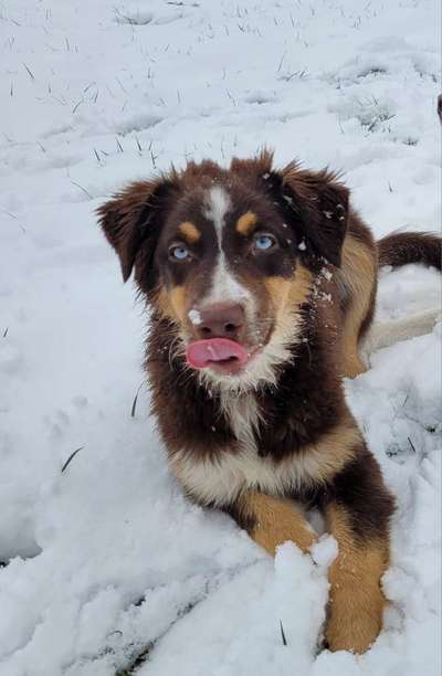 Dogorama Photo Challenge - Winterstimmung-Beitrag-Bild