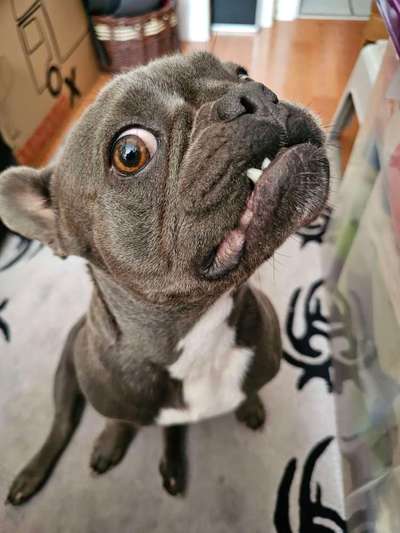 Französische Bulldoggen-Beitrag-Bild