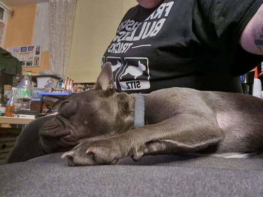 Französische Bulldoggen-Beitrag-Bild