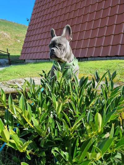 Französische Bulldoggen-Beitrag-Bild