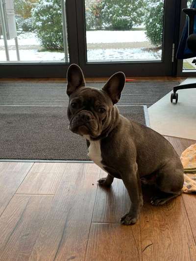 Französische Bulldoggen-Beitrag-Bild