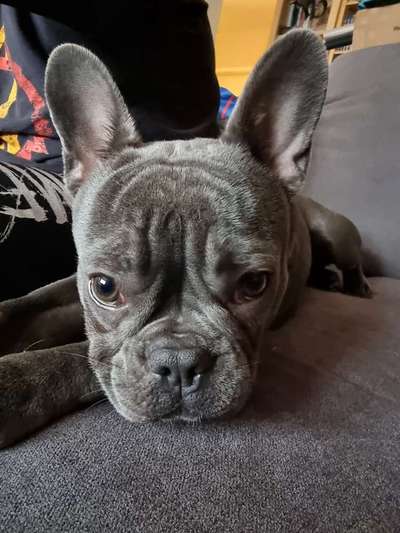 Französische Bulldoggen-Beitrag-Bild